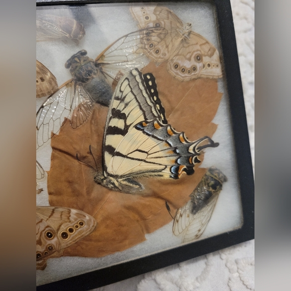 Dried Preserved Real Butterfly Moth Insects Oddity Earth Garden Natural - Picture 5 of 13